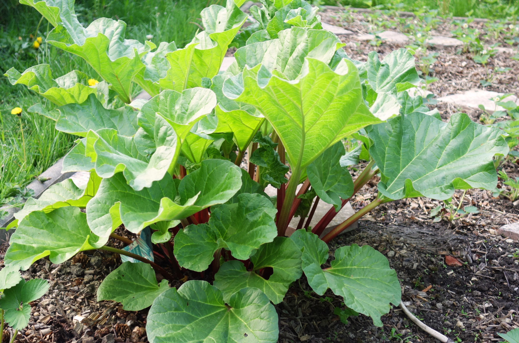 rhubarb stock